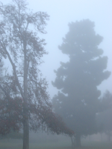 Two Trees in the Fog